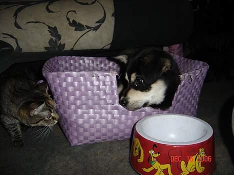 Blanding af racer Tiffany - Er du farlig Zelina eller vil du bare lege?? billede 14