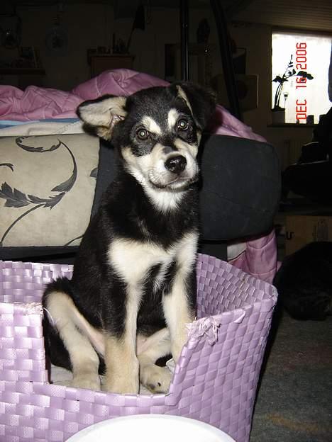 Blanding af racer Tiffany - Er jeg ikke sød med mit ene strit øre?? billede 15