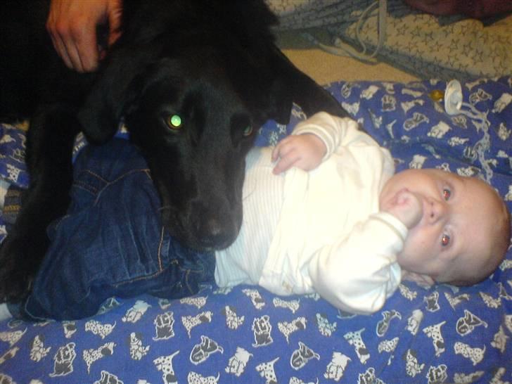 Blanding af racer Fido - Fido og vores søn Niklas Januar 2008 billede 1