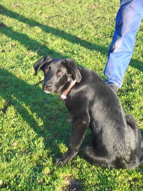 Blanding af racer Fido - Fido elsker at gå med os ud på markerne til hestene billede 2