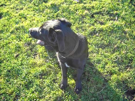 Blanding af racer Fido - på marken billede 3