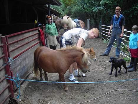 Blanding af racer Fido - Fido som meget ung sammen med Bella billede 4