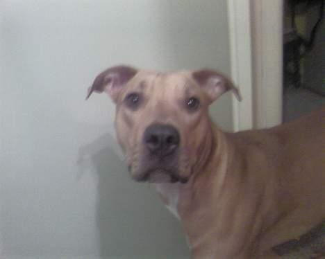 Blanding af racer Gucci R.I.P billede 4