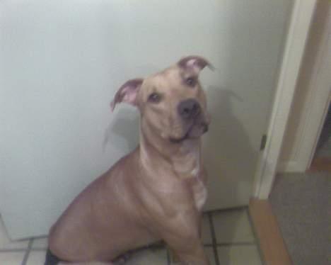 Blanding af racer Gucci R.I.P billede 5