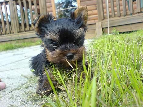 Yorkshire terrier maxi billede 1