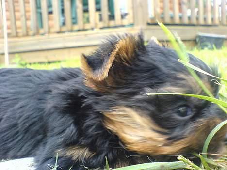 Yorkshire terrier maxi billede 2