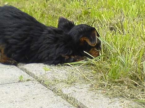 Yorkshire terrier maxi billede 3