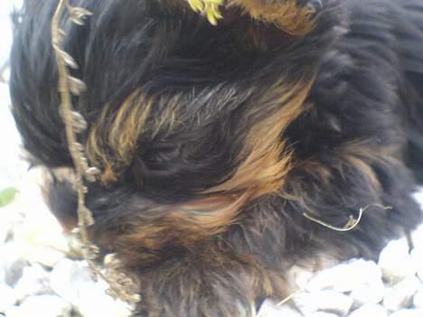Yorkshire terrier maxi billede 4