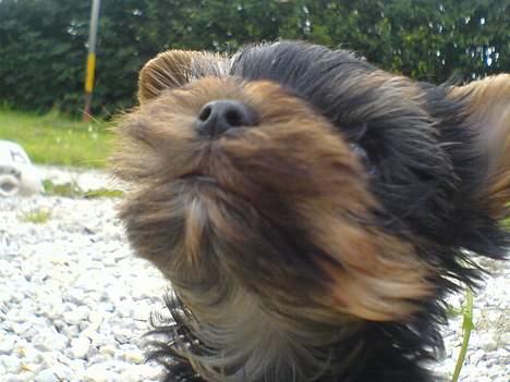 Yorkshire terrier maxi billede 5