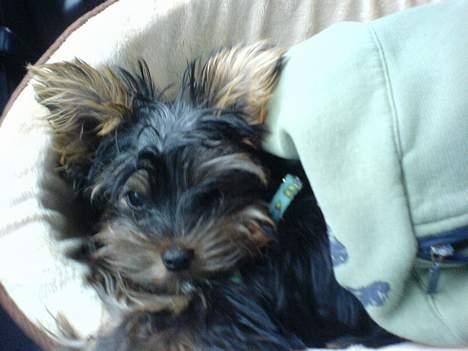 Yorkshire terrier maxi billede 6