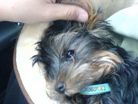 Yorkshire terrier maxi billede 7