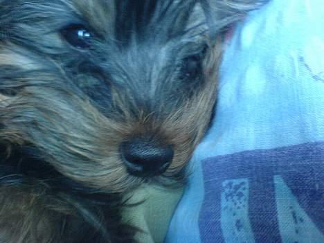 Yorkshire terrier maxi billede 8