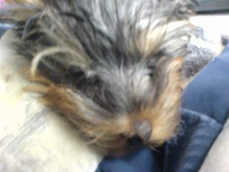 Yorkshire terrier maxi billede 9