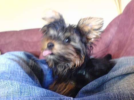 Yorkshire terrier maxi billede 10