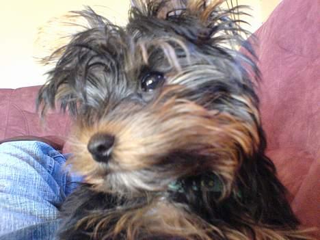 Yorkshire terrier maxi billede 11
