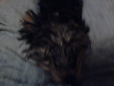 Yorkshire terrier maxi billede 12