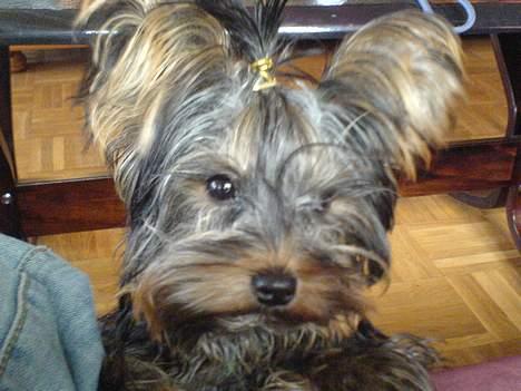 Yorkshire terrier maxi billede 13