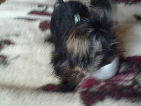 Yorkshire terrier maxi billede 14