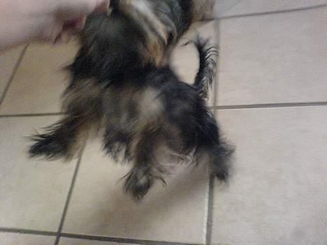 Yorkshire terrier maxi billede 15