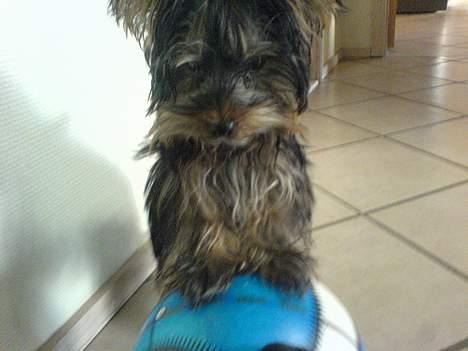 Yorkshire terrier maxi billede 16