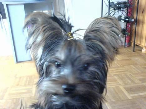 Yorkshire terrier maxi billede 17