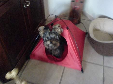 Yorkshire terrier maxi billede 18