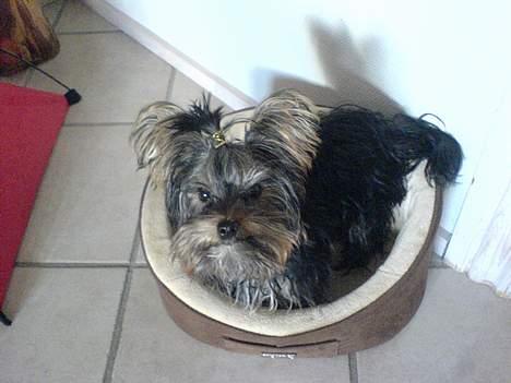 Yorkshire terrier maxi billede 19