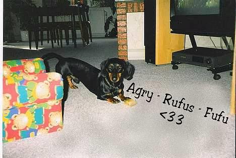 Gravhund Rufus (Agry) *R.I.P.* - Jeg ligger og hygger mig derhjemme! (Sommeren 1998) billede 1