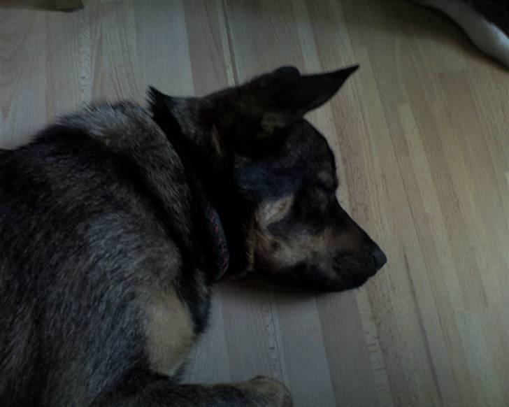 Blanding af racer Bjørn - Bjørn ligger og sover mens vi andre spiser  billede 17