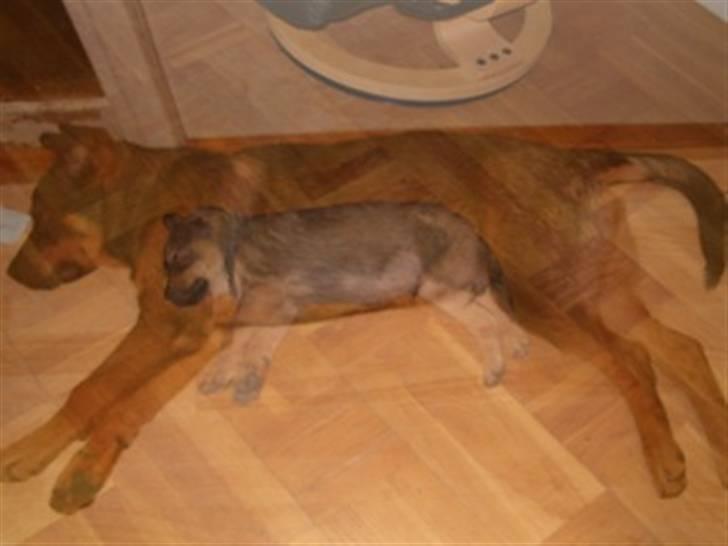 Blanding af racer Bjørn - fra 8 uge da vi fik ham til han var 5 måndere  billede 18