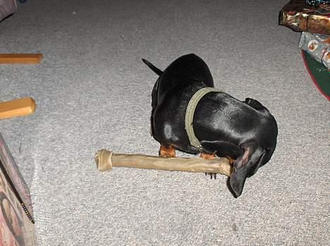 Gravhund Rufus (Agry) *R.I.P.* - Arj, vent med at tage billeder! Jeg spiser mit julegave-kødben! (Julen 2005) billede 2