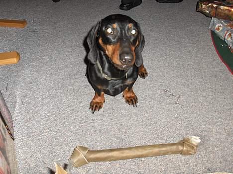 Gravhund Rufus (Agry) *R.I.P.* - Okay, så kigger jeg da! Så må jeg jo bare spise bagefter! (Julen 2005) billede 3