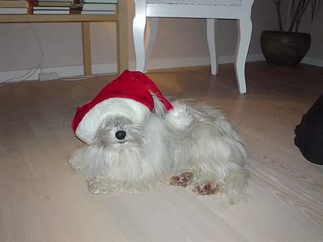 Bichon havanais Smilla - Det mit ynglings billede, er hun ikke sød,,, Nissehuen er rigtig til min hest, hehe 2006 billede 2