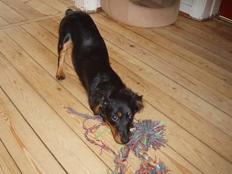 Dværggravhund Nona - Kom og leg :) billede 1