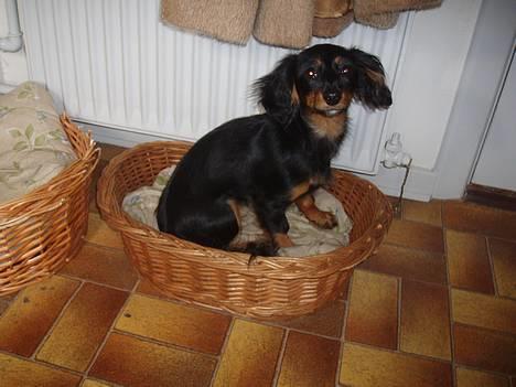 Dværggravhund Nona billede 2