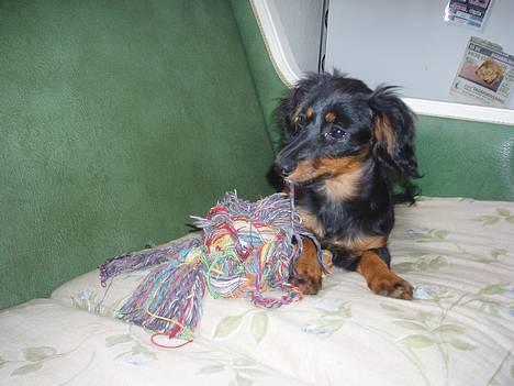 Dværggravhund Nona billede 3