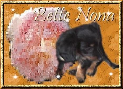 Dværggravhund Nona billede 4