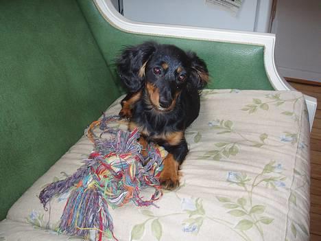 Dværggravhund Nona billede 5