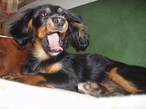 Dværggravhund Nona - gaaaaab billede 6