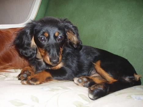 Dværggravhund Nona billede 7