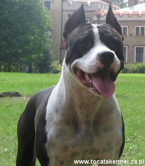 Amerikansk staffordshire terrier KIARA billede 1