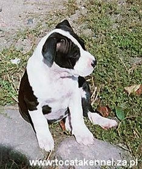 Amerikansk staffordshire terrier KIARA billede 2