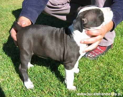 Amerikansk staffordshire terrier KIARA billede 3