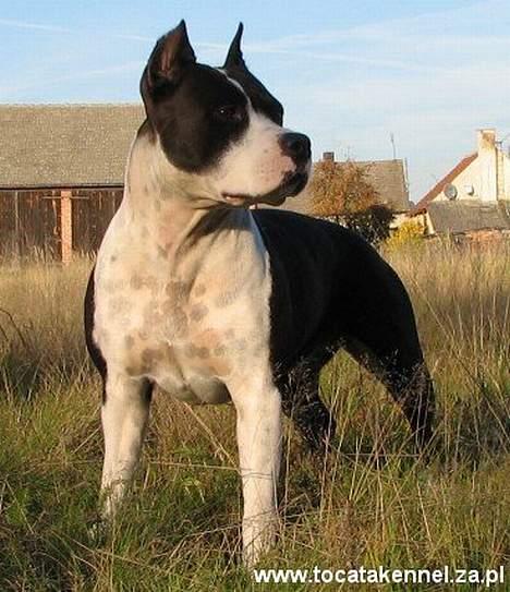 Amerikansk staffordshire terrier KIARA billede 4