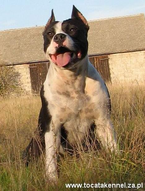 Amerikansk staffordshire terrier KIARA billede 5