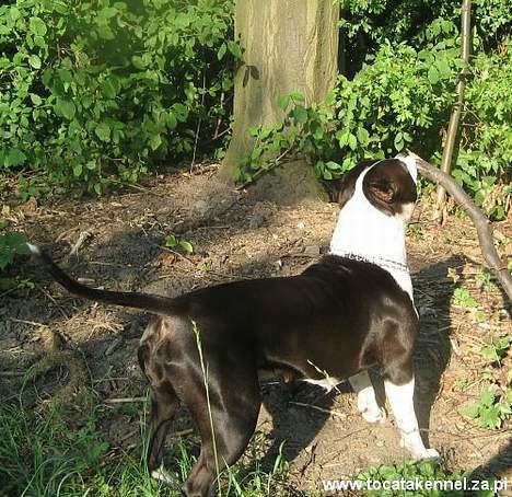 Amerikansk staffordshire terrier KIARA billede 6