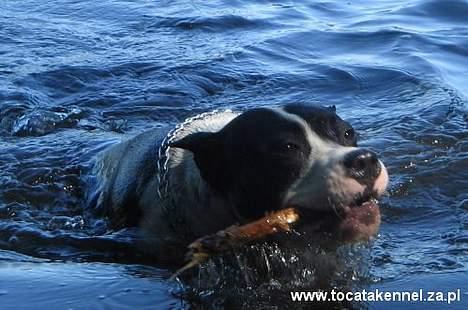 Amerikansk staffordshire terrier KIARA billede 7