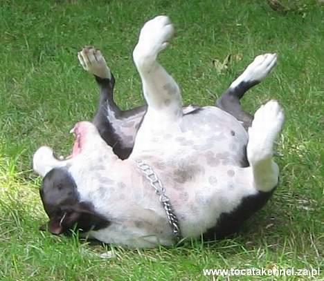 Amerikansk staffordshire terrier KIARA billede 8