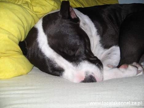 Amerikansk staffordshire terrier KIARA billede 9