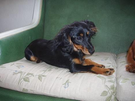 Dværggravhund Nona billede 8